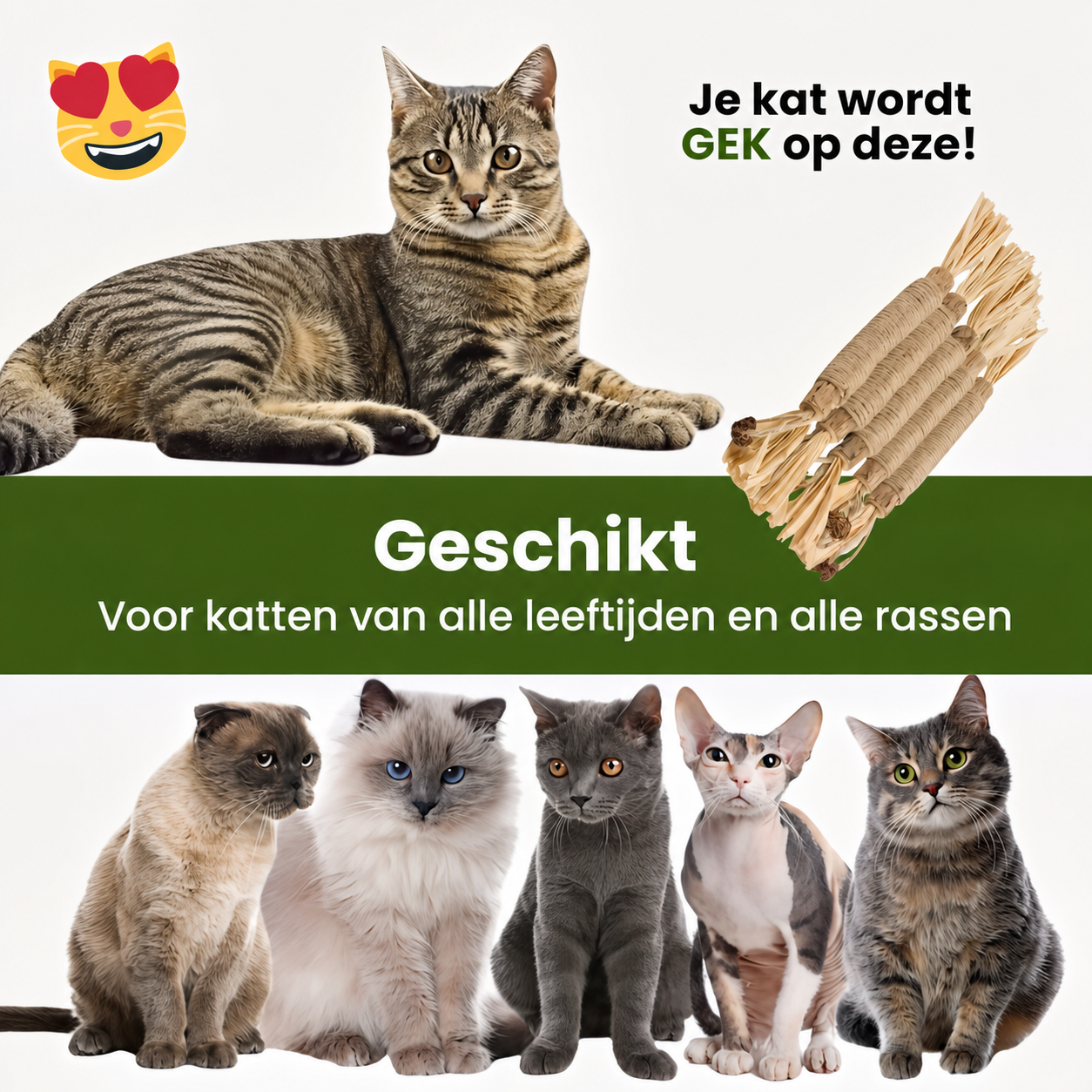 FelisVerde | Kauwstick met galvrucht