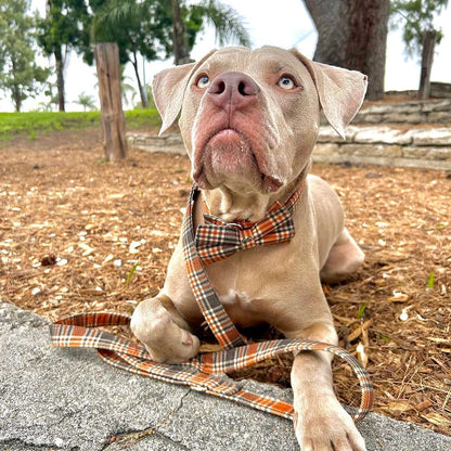 DapperPaws | Hondenhalsband met vlinderdas - Esdoornruit