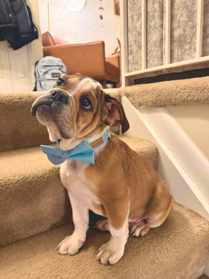 DapperPaws | Hondenhalsband met vlinderdas - Babyblauw
