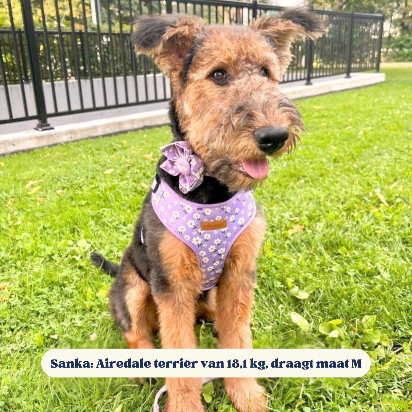 BloomPaws | Verstelbare Hondenhalsband - Paarse madeliefje
