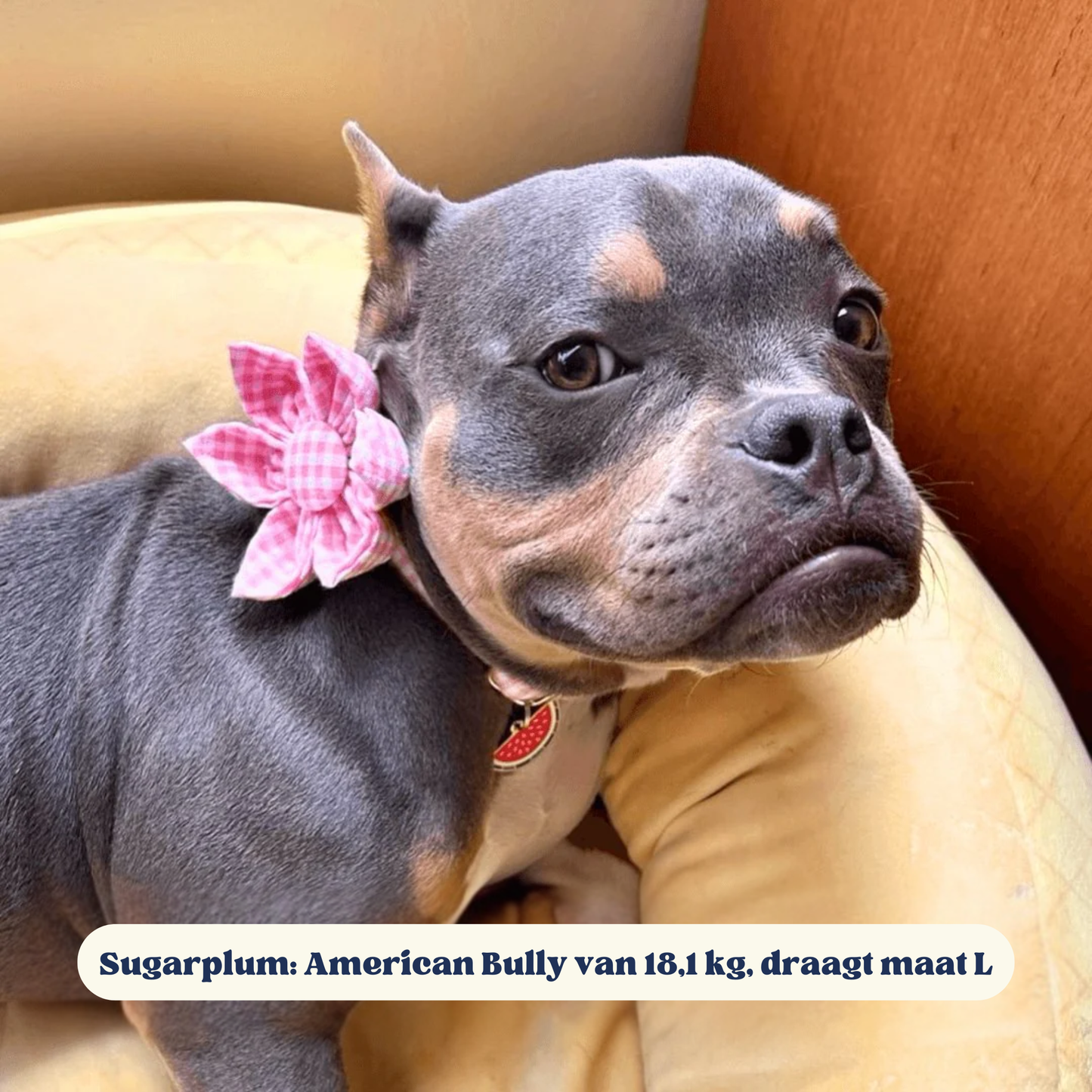 BloomPaws | Verstelbare Hondenhalsband - Roze gingham