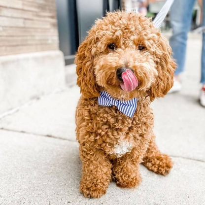 DapperPaws | Hondenhalsband met vlinderdas - Blauwe strepen