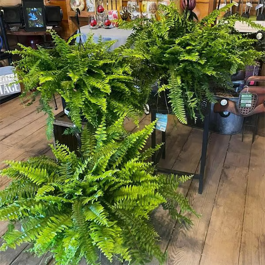 Leaflush | Botanische Perfecte Boston Varen