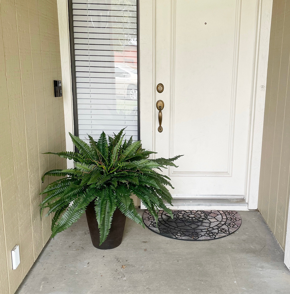 Leaflush | Botanische Perfecte Boston Varen