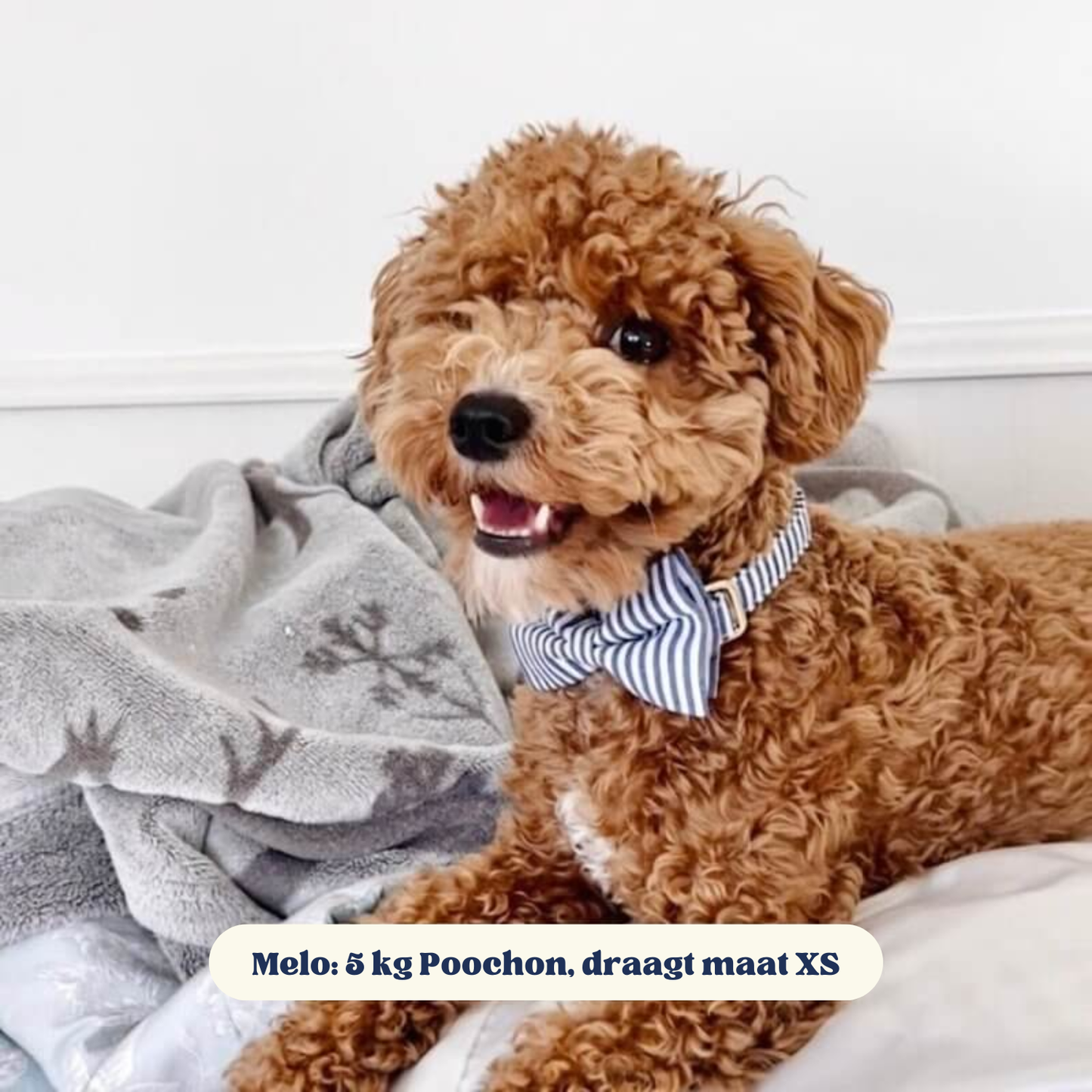 DapperPaws | Hondenhalsband met vlinderdas - Blauwe strepen
