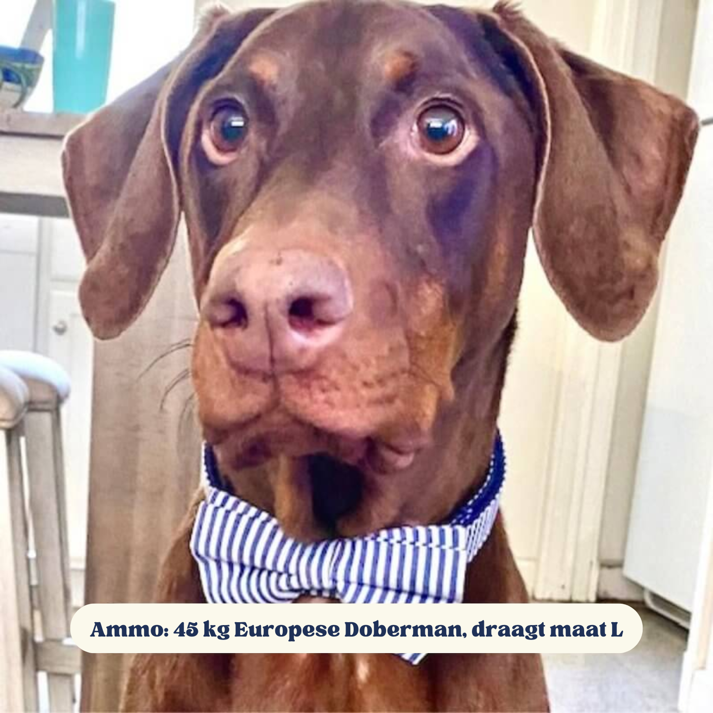 DapperPaws | Hondenhalsband met vlinderdas - Blauwe strepen
