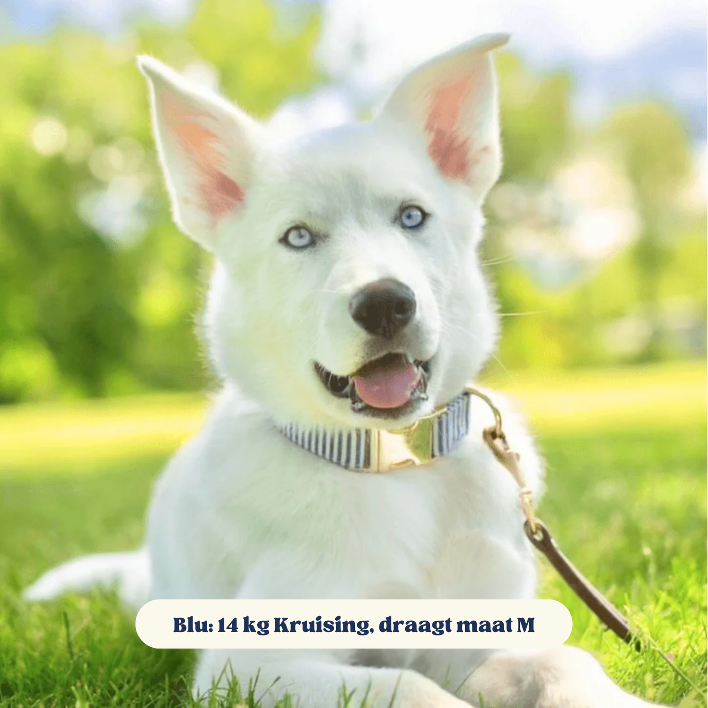 DapperPaws | Hondenhalsband met vlinderdas - Blauwe strepen