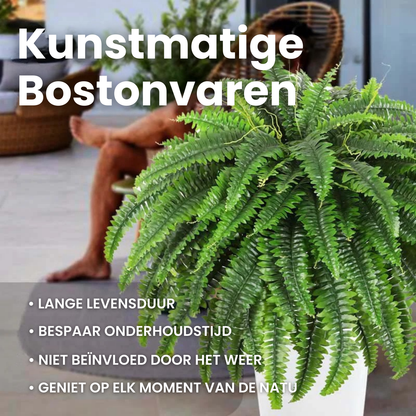 Leaflush | Botanische Perfecte Boston Varen