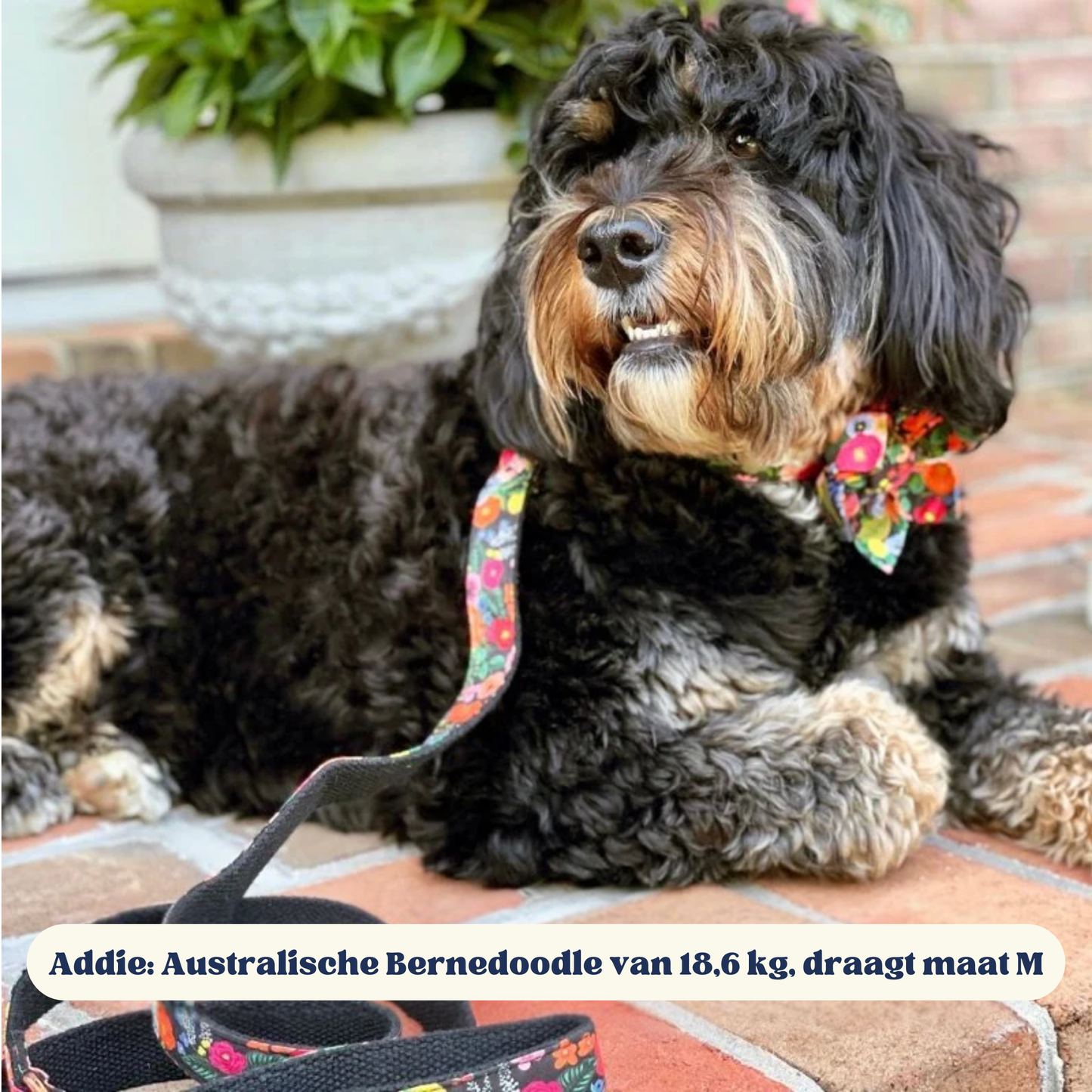 BloomPaws | Verstelbare Hondenhalsband - Middernacht bloemen
