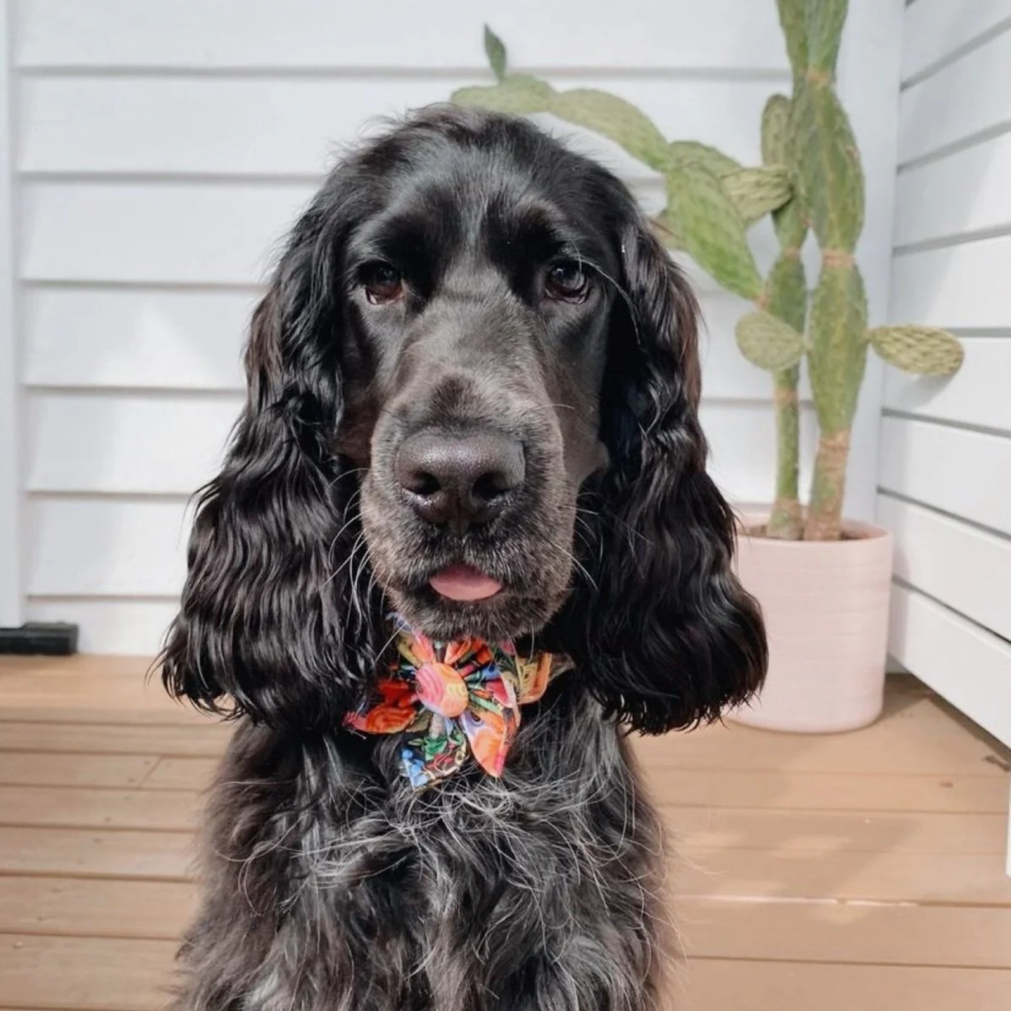 BloomPaws | Verstelbare Hondenhalsband - Middernacht bloemen