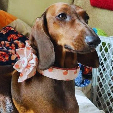 BloomPaws | Verstelbare Hondenhalsband - Perzik blos