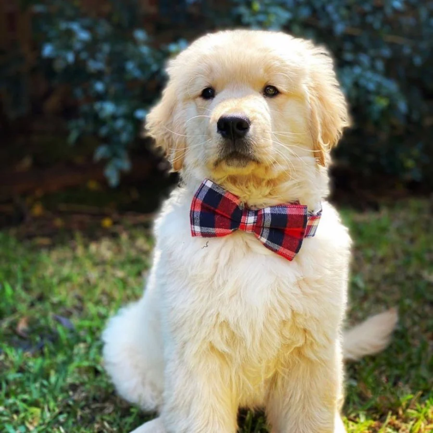 DapperPaws | Hondenhalsband met vlinderdas - Rode Schotse Ruit