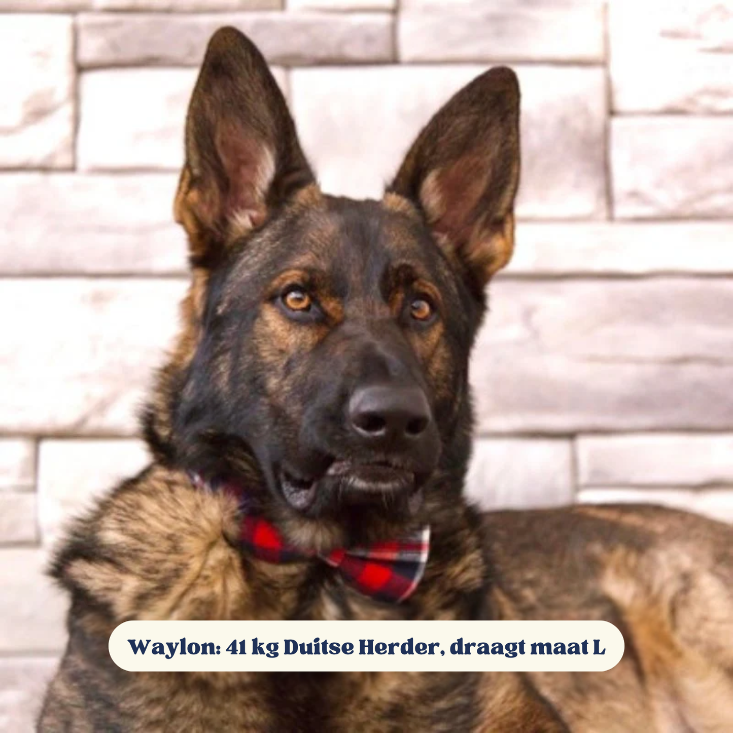 DapperPaws | Hondenhalsband met vlinderdas - Rode Schotse Ruit