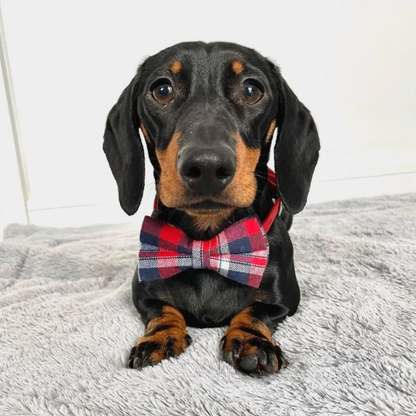 DapperPaws | Hondenhalsband met vlinderdas - Rode Schotse Ruit