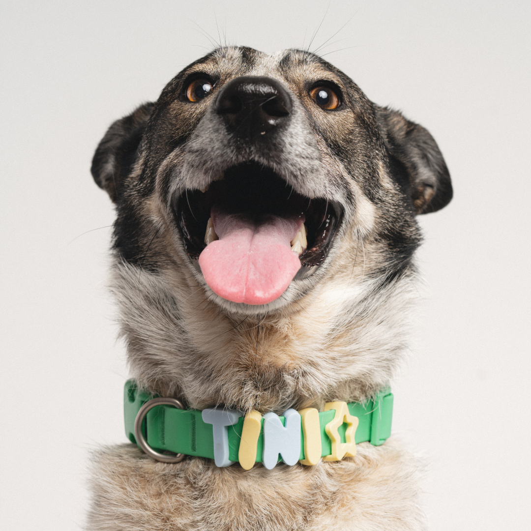 BestieCollar | Persoonlijke Hondenhalsband