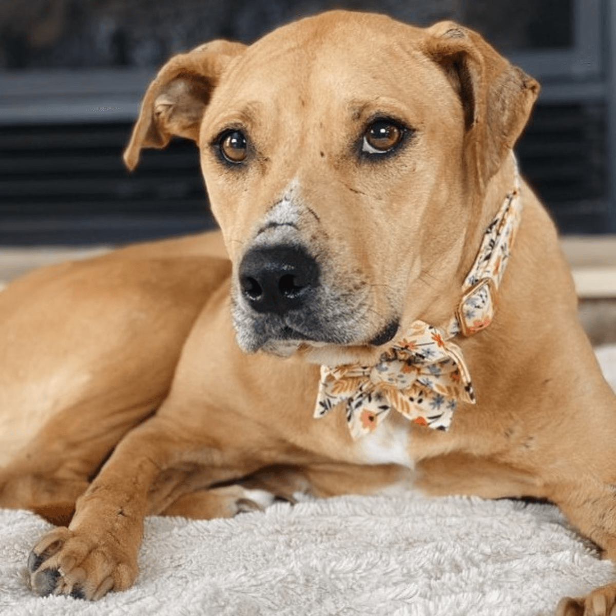 BloomPaws | Verstelbare Hondenhalsband - Gele bloemen