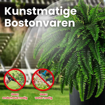 Leaflush | Botanische Perfecte Boston Varen