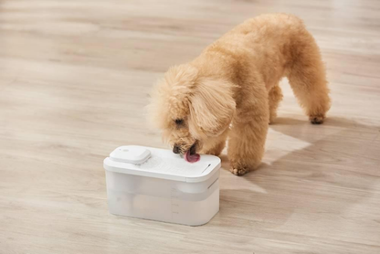 Draadloze Drinkfontein voor Katten – Stil & Gefilterd Water