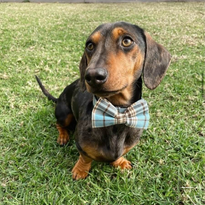 DapperPaws | Hondenhalsband met vlinderdas - Blauw teddyruit