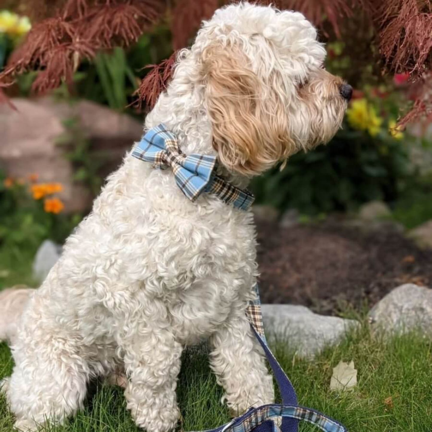 DapperPaws | Hondenhalsband met vlinderdas - Blauw teddyruit