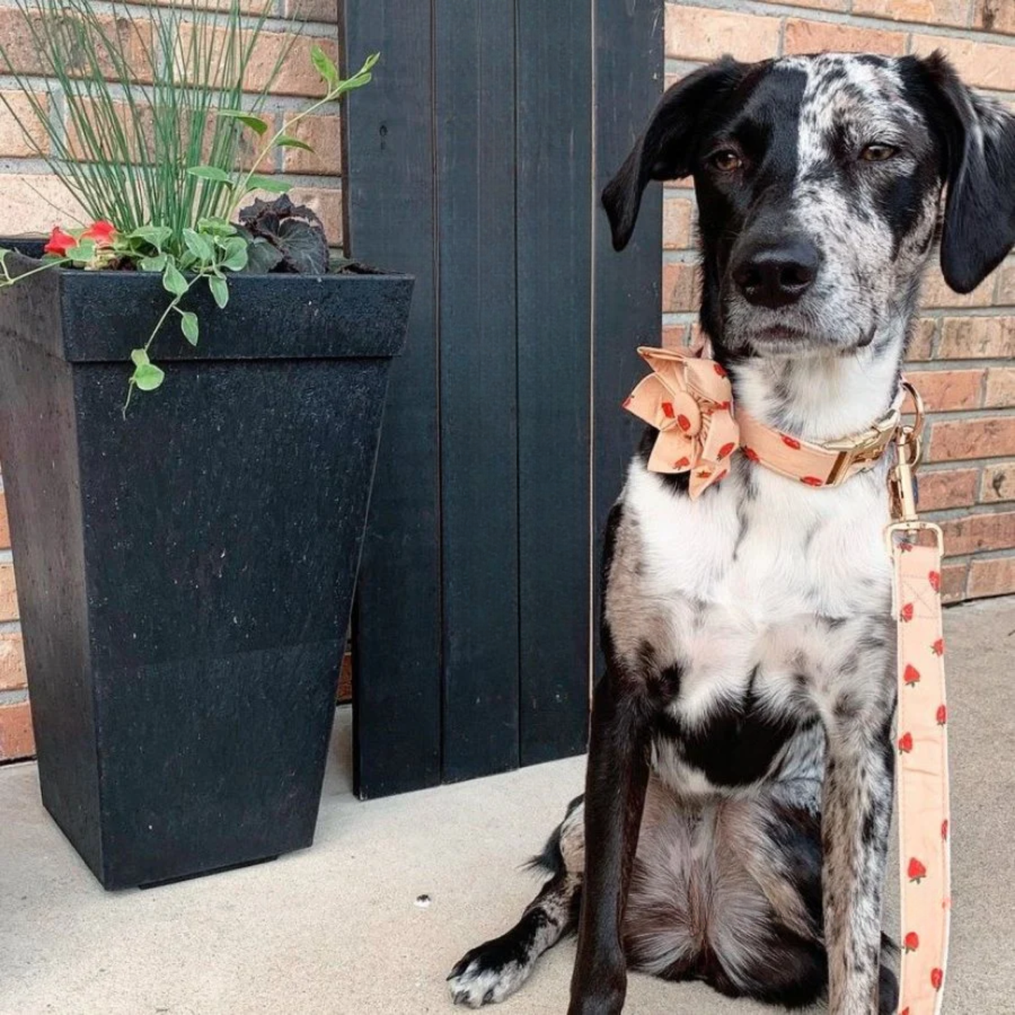 BloomPaws | Verstelbare Hondenhalsband -  Rosie Aardbei