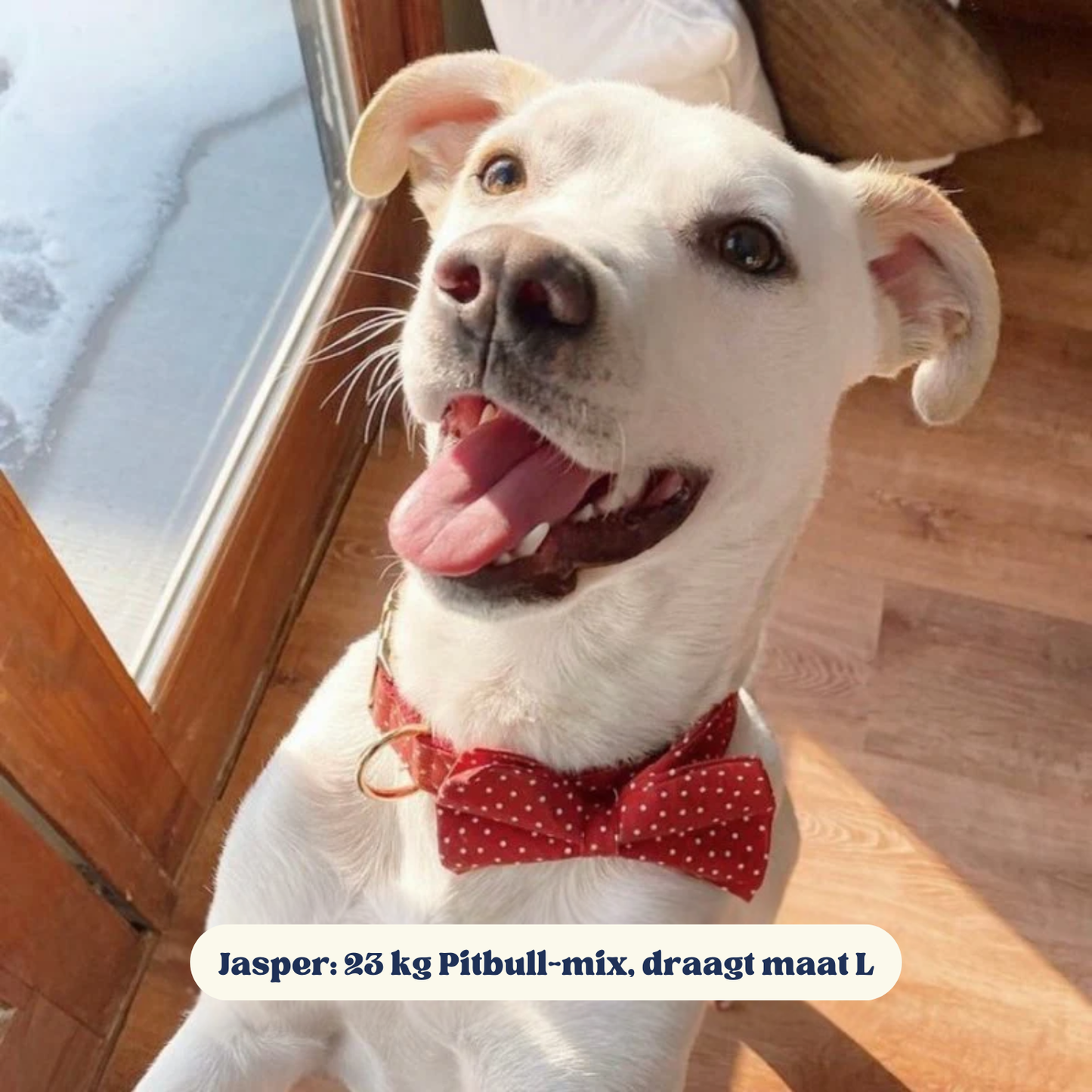 DapperPaws | Hondenhalsband met vlinderdas - Rood met stippen
