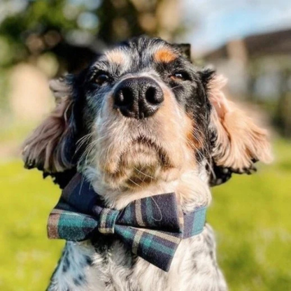 DapperPaws | Hondenhalsband met vlinderdas - Heertje