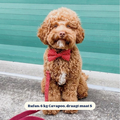 DapperPaws | Hondenhalsband met vlinderdas - Rood met stippen