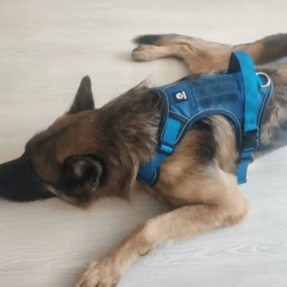 Y-Dog Pro - Promenadpaketet