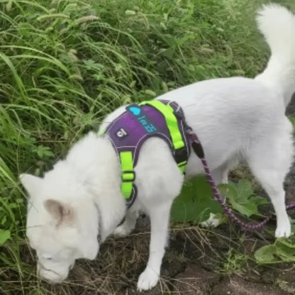 Y-Dog Pro - Promenadpaketet