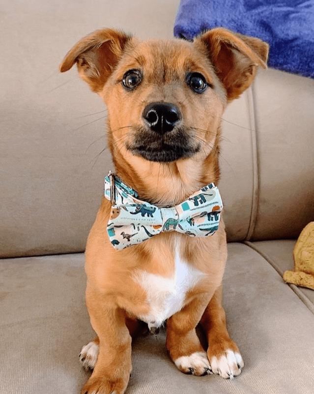 DapperPaws | Hondenhalsband met vlinderdas - Munt Pittige Dino