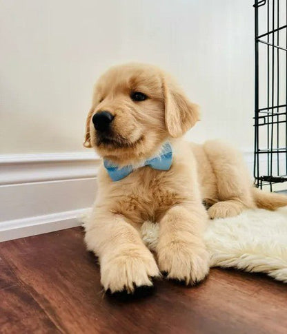 DapperPaws | Hondenhalsband met vlinderdas - Babyblauw