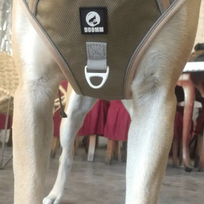 Y-Dog Pro - Promenadpaketet