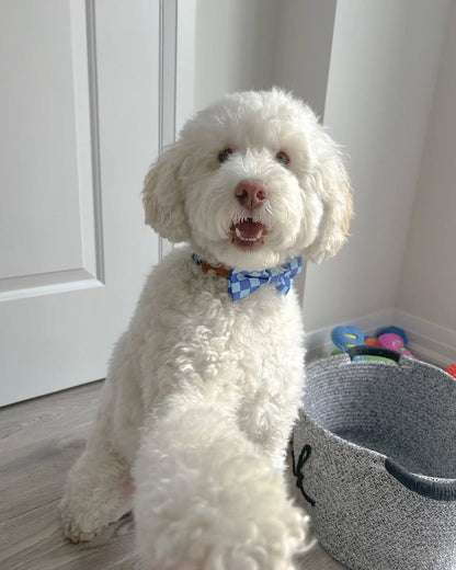 DapperPaws | Hondenhalsband met vlinderdas - Blauw geruit