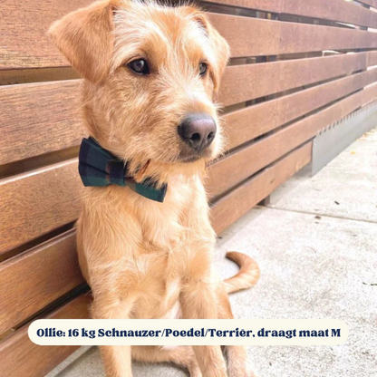 DapperPaws | Hondenhalsband met vlinderdas - Heertje