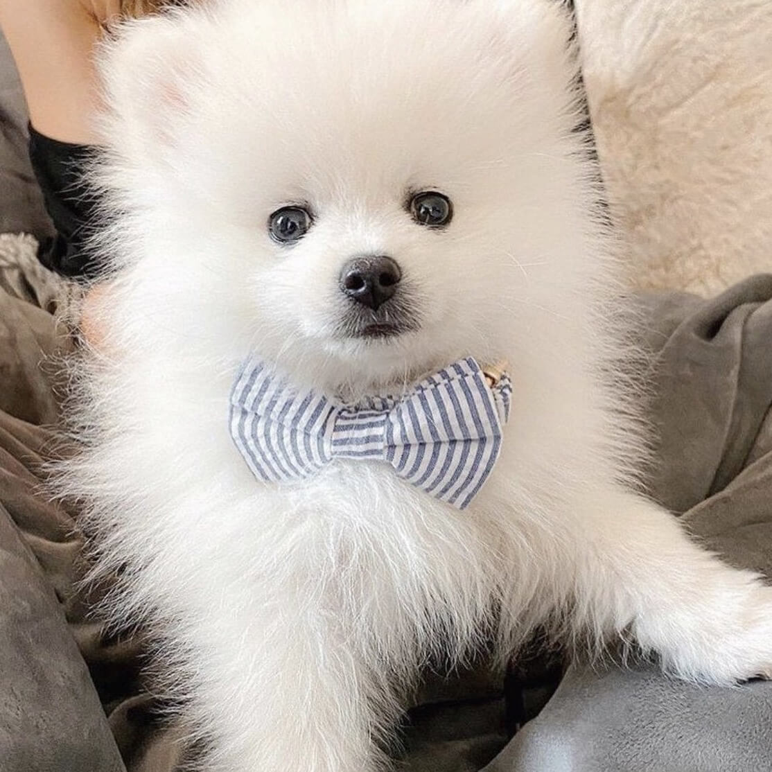 DapperPaws | Hondenhalsband met vlinderdas - Blauwe strepen