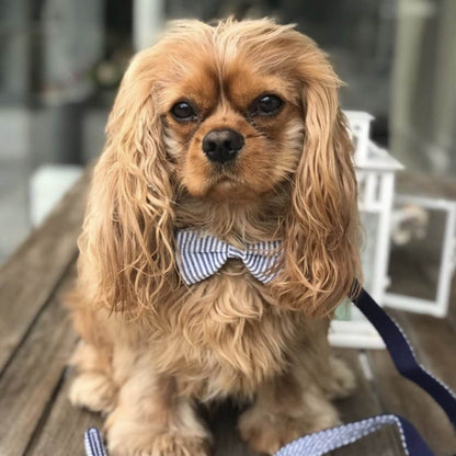 DapperPaws | Hondenhalsband met vlinderdas - Blauwe strepen