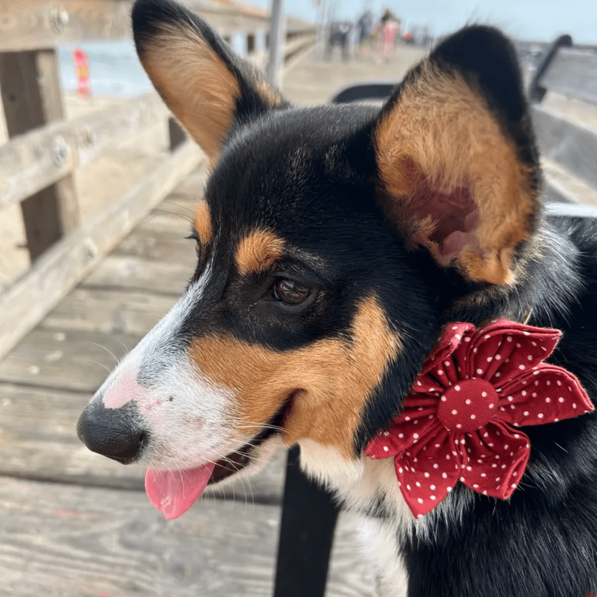 BloomPaws | Verstelbare Hondenhalsband - Rode Polka