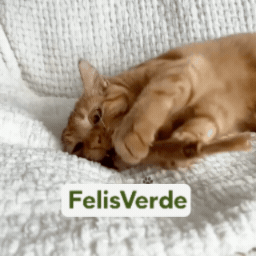 FelisVerde | Kauwstick met galvrucht
