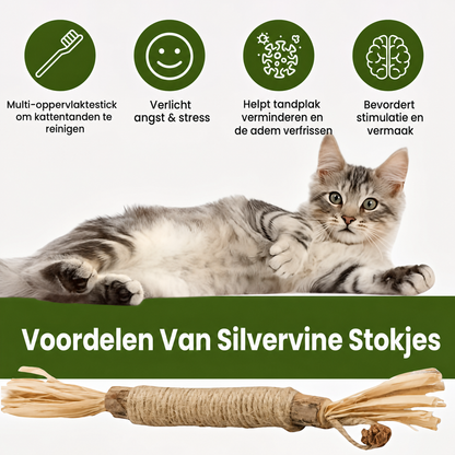 FelisVerde | Kauwstick met galvrucht