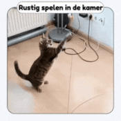 PounceWing | Zelfspelend jachtspeeltje