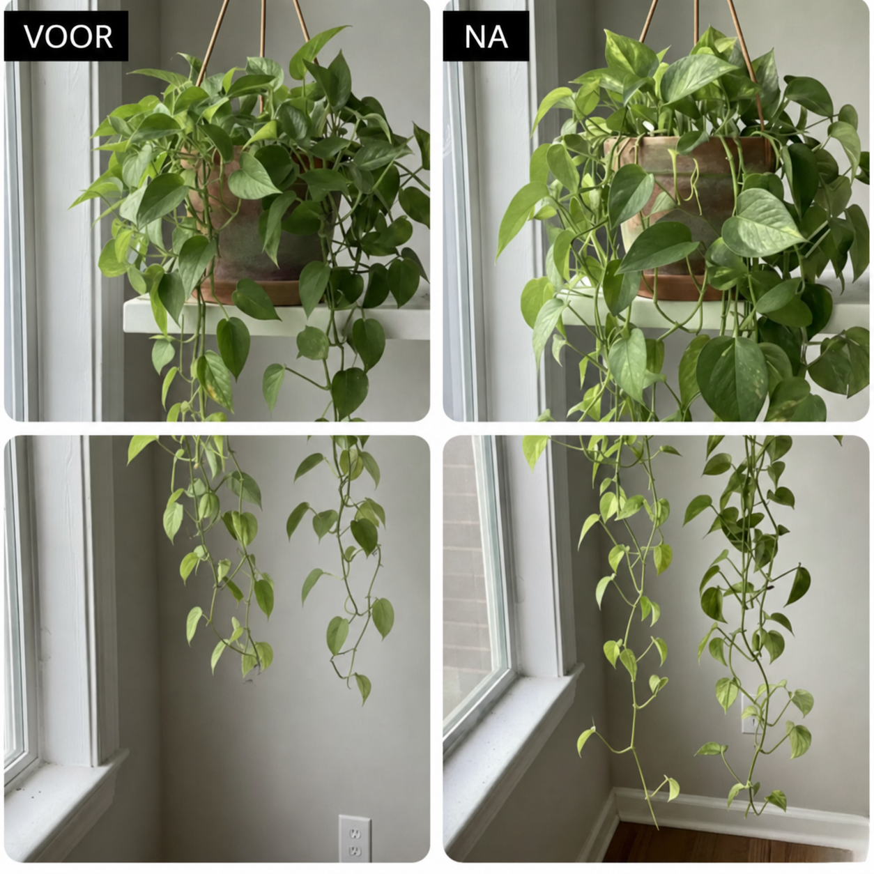 VerdantFeed | Plantenvoeding met sporenelementen