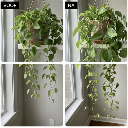 VerdantFeed | Plantenvoeding met sporenelementen