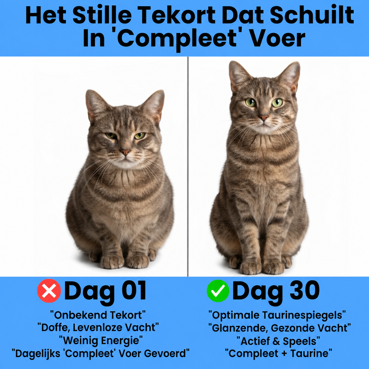 KittenSup | Taurinepoeder Supplement voor Katten