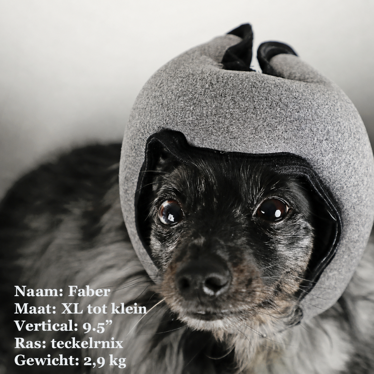 QuietPup | Ruisonderdrukkende hondenkoptelefoon