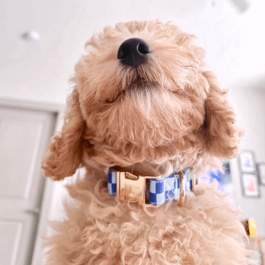 DapperPaws | Hondenhalsband met vlinderdas - Blauw geruit