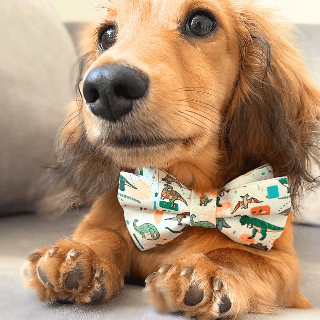 DapperPaws | Hondenhalsband met vlinderdas - Munt Pittige Dino