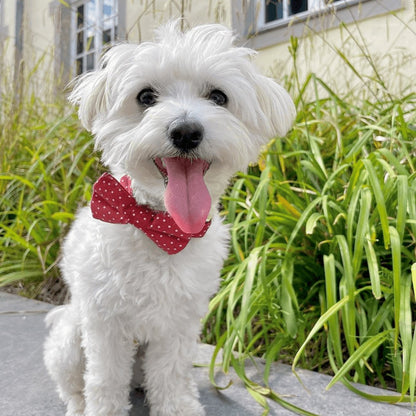 DapperPaws | Hondenhalsband met vlinderdas - Rood met stippen