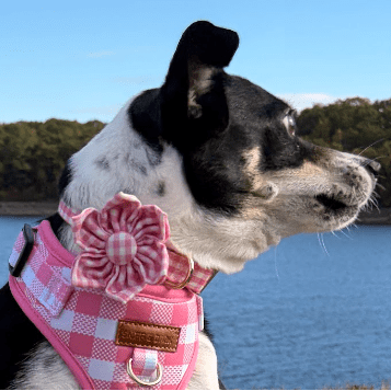 BloomPaws | Verstelbare Hondenhalsband - Roze gingham