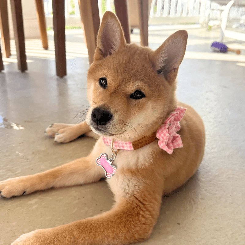 BloomPaws | Verstelbare Hondenhalsband - Roze gingham